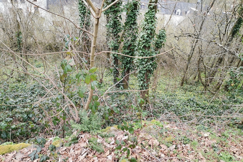 Bois sur coteau avec vue dégagée. - Photo 1