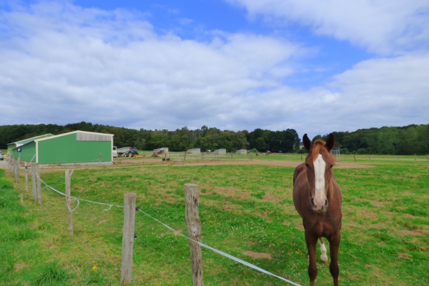 Propriété équestre sur plus de 8 hectares au coeur de la Bretagne - Photo 2