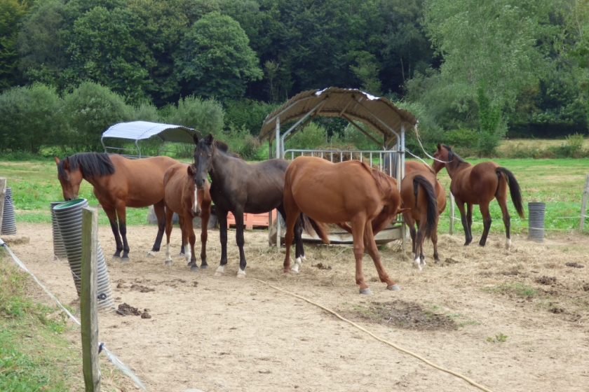 Propriété équestre sur plus de 8 hectares au coeur de la Bretagne - Photo 13